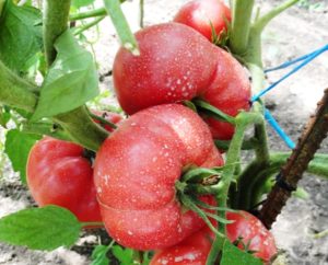 Charakterystyka i opis odmiany pomidora Malinowy cud, jej plon