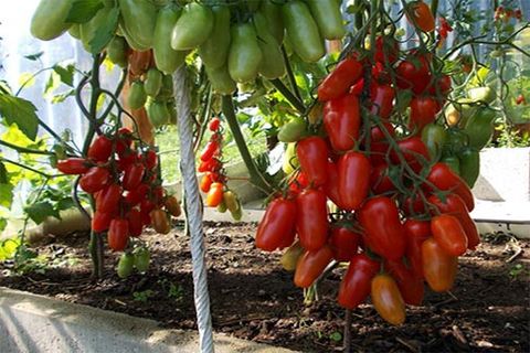 tomater i trädgården