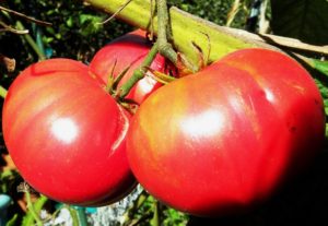Tomaattilajikkeen Giant red ominaisuudet ja kuvaus, sen sato