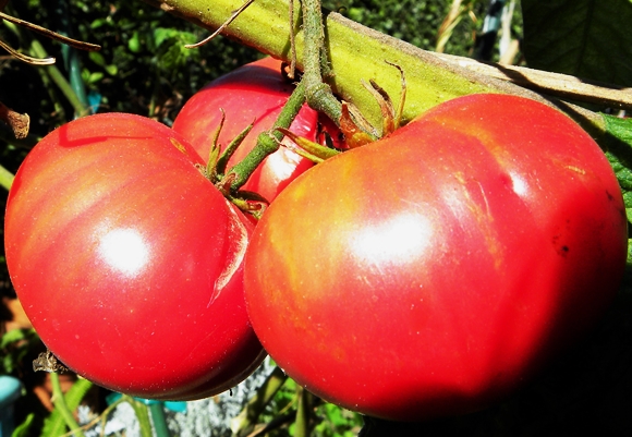 pomidorų krūmai milžiniški raudoni