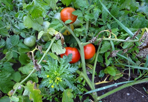 rajčica labrador na otvorenom polju