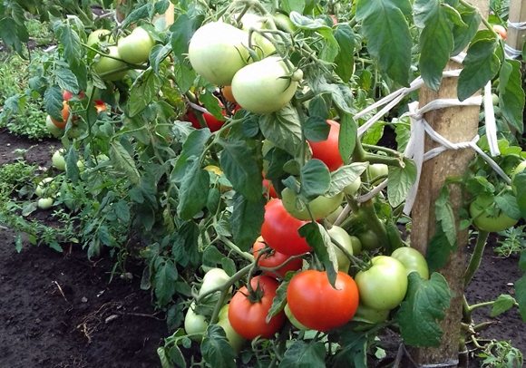 zid grmova rajčice