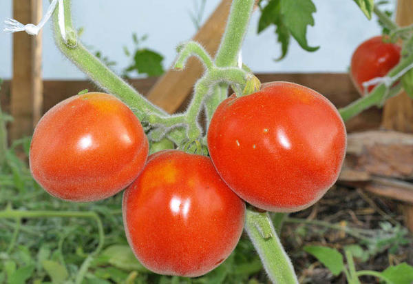 tomaat rode perzik