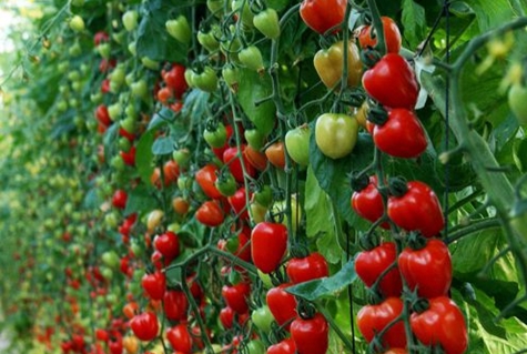 braškinis pomidoras atvirame lauke
