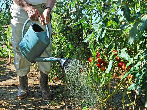 watering tomatoes