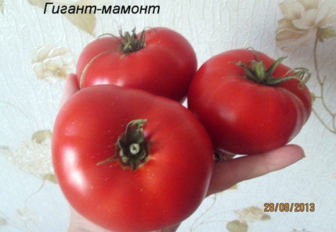 utseendet på mammutjätte-tomaten
