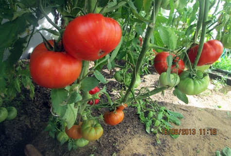 tomates buissons mammouth