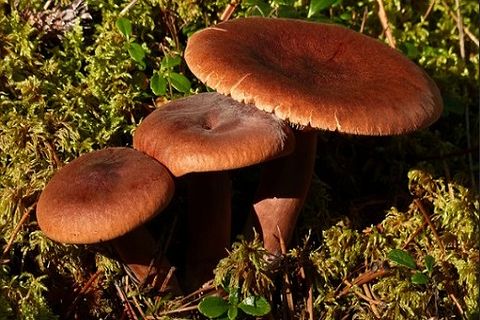 bittere paddenstoelen