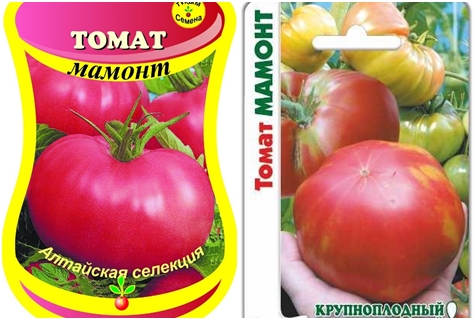 tomaatin siemenet mammutti