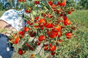 Caratteristiche e descrizione della varietà di pomodoro Grappolo dolce, la sua resa
