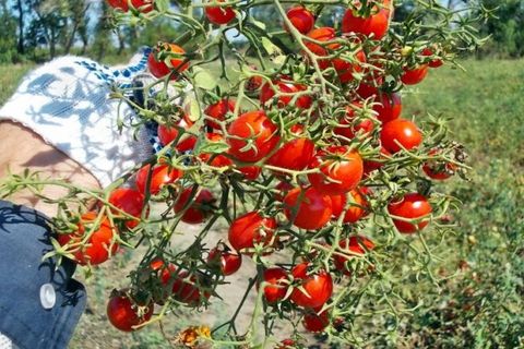 tomaat fruit