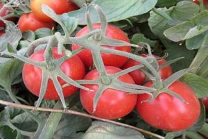 Charakteristika a opis odrody paradajok Heinz, jej výnos