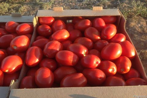 pomodori in una scatola