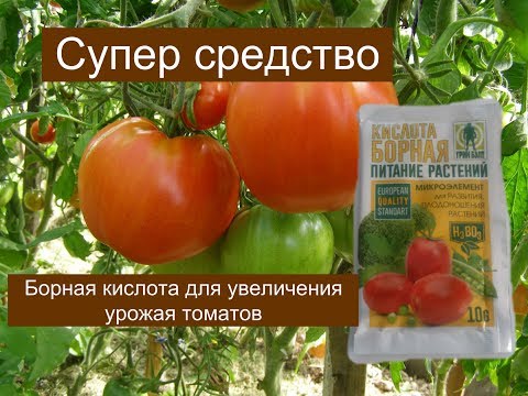 Borsäure für Tomaten