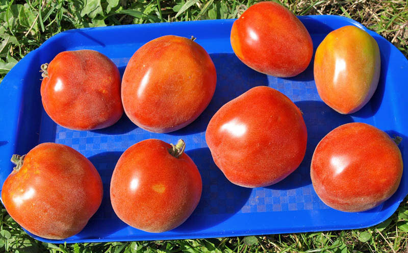 tomaten op een dienblad