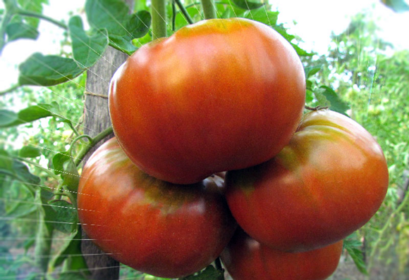 Tomatenbüsche Sibirischer Riese