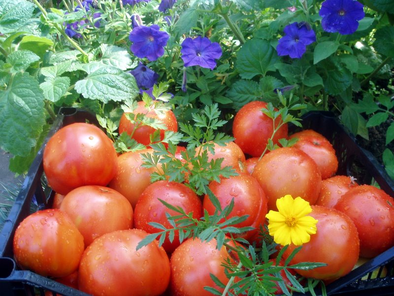 giant tomatoes