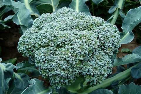 kapusta brokolica