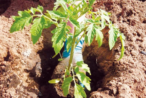 plantando tomate en el suelo
