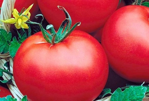 varhaisessa vaiheessa kypsyvä polaarinen tomaatti puutarhassa