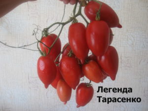 Egenskaper och beskrivning av tomatsorten Legenda Tarasenko (multiflora), dess utbyte