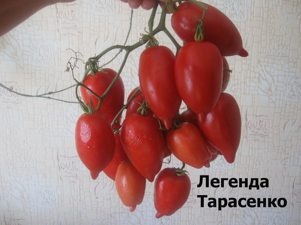 tarasenko tomātu leģendas izskats