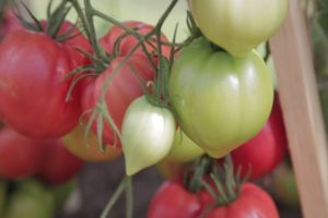 Egenskaper och beskrivning av tomatsorten Raspberry Empire, dess utbyte