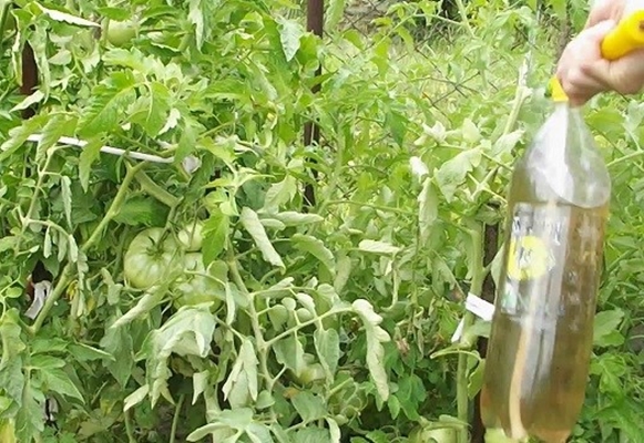 fodring tomater i det åbne felt