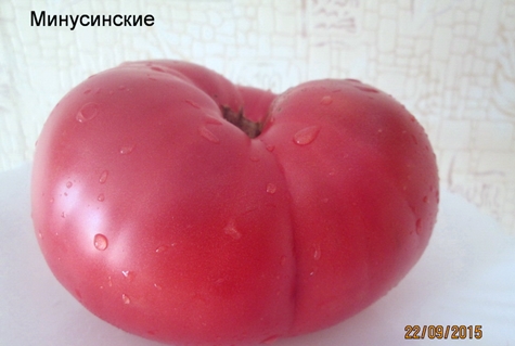 Minusinskiy pomidoras