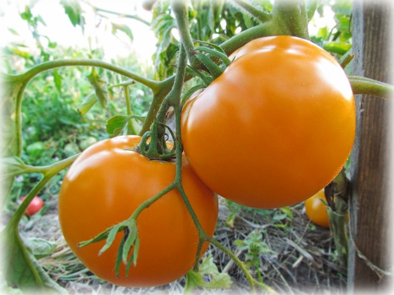 Tomaten Klöster Mahlzeit auf freiem Feld