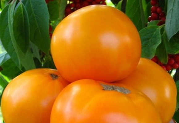 udseendet af et tomatklostermåltid