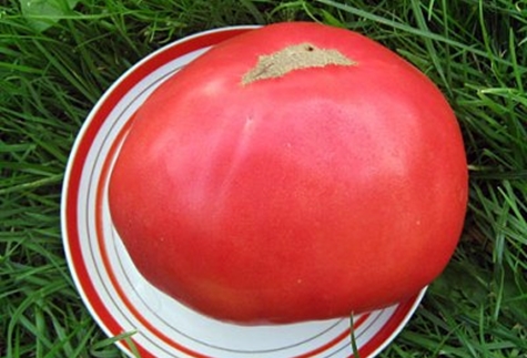 ντομάτα βασιλιάς των γιγάντων σε ένα πιάτο