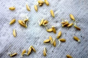 Kako pripremiti sjemenke krastavca za sadnju na otvorenom i stakleniku