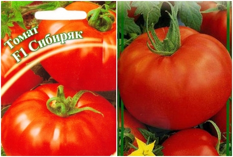 semillas de tomate tomate Sibiryak f1