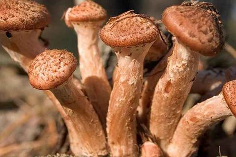 houby houby