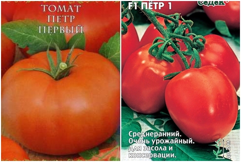 nasiona pomidorów Piotr Pierwszy