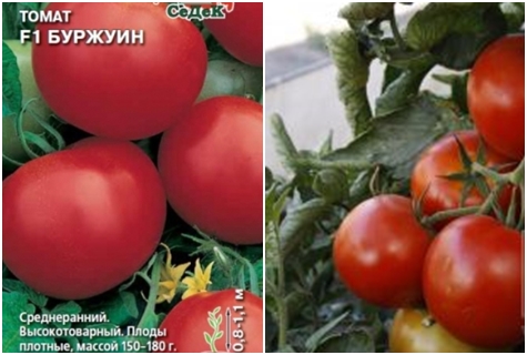 paradajkové semená Burzhuin F1
