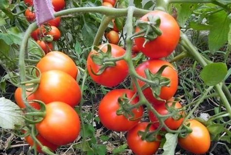 Tomatenbüsche Peter der erste