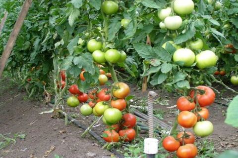 augančių pomidorų