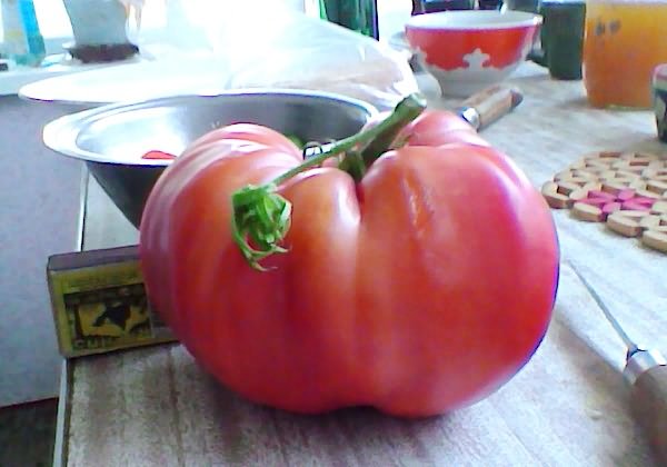 Rožinių milžiniškų pomidorų veislės charakteristikos ir aprašymas, derlius