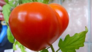 Characteristics and description of the Budenovka tomato variety, its yield