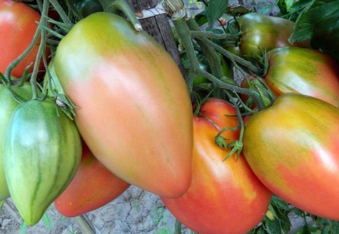 tomatenstruiken podsinskoe wonder