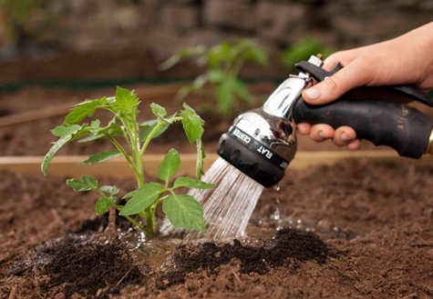 watering tomato seedlings