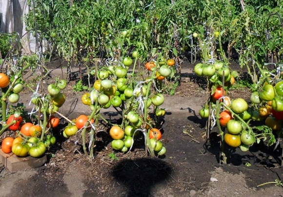 tomater i det åbne felt