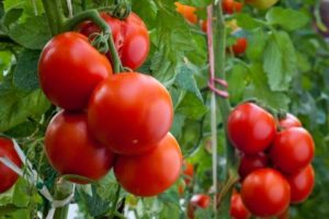 Geriausių pomidorų veislių, skirtų Krasnodaro teritorijai atvirame lauke, TOP
