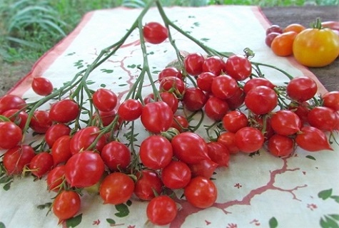 tomaten op tafel