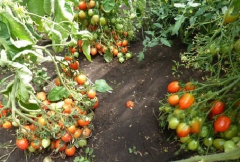 a bed of tomatoes