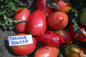 Charakterystyka i opis odmiany pomidora Pink Stella, jej plon