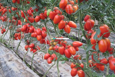 pririšti pomidorai