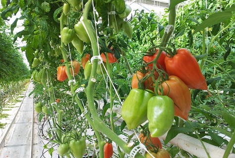 pomidorų šiltnamyje
